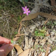 Centaurium sp. at Greenleigh, NSW - 15 Jan 2017