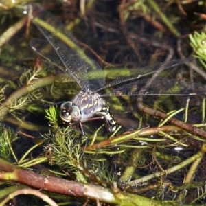 Austroaeschna parvistigma at Rendezvous Creek, ACT - 8 Mar 2016 02:59 PM