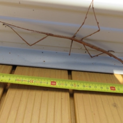 Phasmatodea (order) (Unidentified stick insect) at Brogo, NSW - 7 Jan 2017 by CCPK