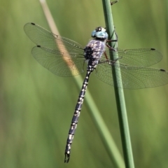 Austroaeschna parvistigma (Swamp Darner) at Rendezvous Creek, ACT - 8 Mar 2016 by HarveyPerkins