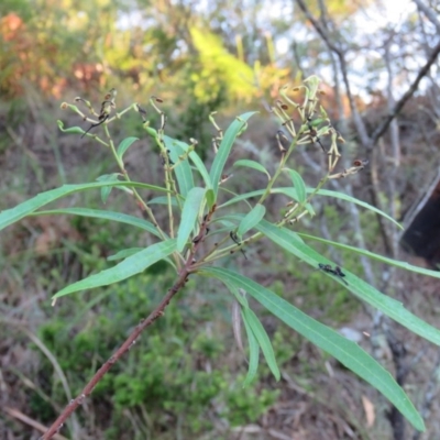 Lomatia myricoides (River Lomatia) at Brogo, NSW - 11 Jan 2017 by CCPK