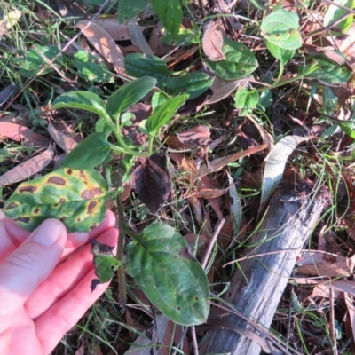 Austrocynoglossum latifolium (Forest Hound's-tooth) at Brogo, NSW - 11 Jan 2017 by CCPK