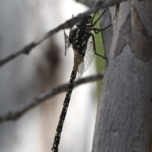 Austroaeschna parvistigma at Rendezvous Creek, ACT - 27 Jan 2017