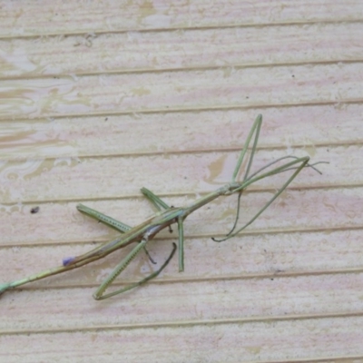 Didymuria violescens (Spur-legged stick insect) at Brogo, NSW - 11 Jan 2017 by CCPK