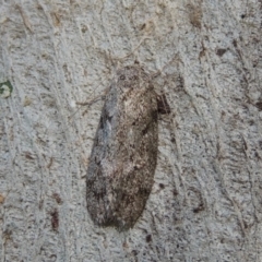 Philobota philostaura (A Concealer moth (Philobota group)) at Conder, ACT - 21 Dec 2016 by MichaelBedingfield