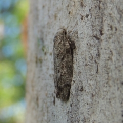 Lichenaula (genus) at Conder, ACT - 21 Dec 2016