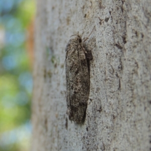 Philobota philostaura at Conder, ACT - 21 Dec 2016 07:51 AM