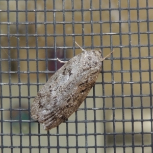 Philobota philostaura at Conder, ACT - 21 Dec 2016 07:51 AM