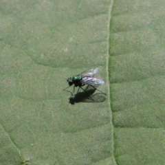 Dolichopodidae (family) (Unidentified Long-legged fly) at Pollinator-friendly garden Conder - 22 Dec 2016 by michaelb