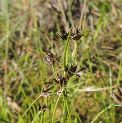 Schoenus apogon (Common Bog Sedge) at Pine Island to Point Hut - 21 Dec 2016 by michaelb