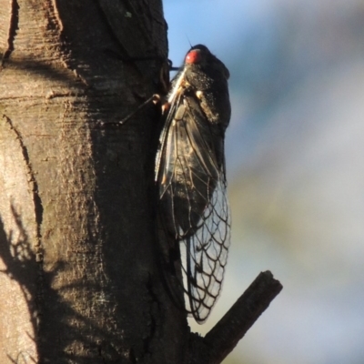 Psaltoda moerens (Redeye cicada) at Greenway, ACT - 21 Dec 2016 by MichaelBedingfield