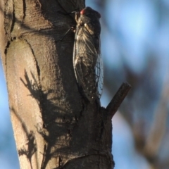 Psaltoda moerens at Greenway, ACT - 21 Dec 2016 07:31 PM