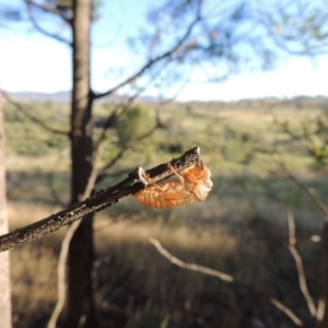 Cicadettini sp. (tribe) at Greenway, ACT - 21 Dec 2016