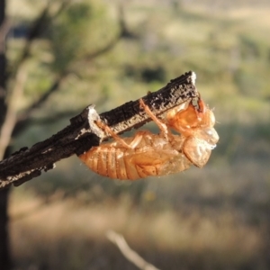 Cicadettini sp. (tribe) at Greenway, ACT - 21 Dec 2016