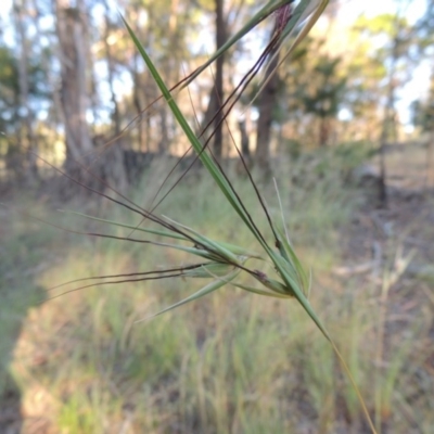 Themeda triandra (Kangaroo Grass) at Pine Island to Point Hut - 21 Dec 2016 by michaelb