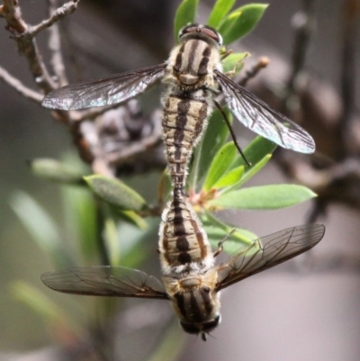Trichophthalma nicholsoni (Nicholson's tangle-veined fly) at Mount Clear, ACT - 27 Jan 2017 by HarveyPerkins