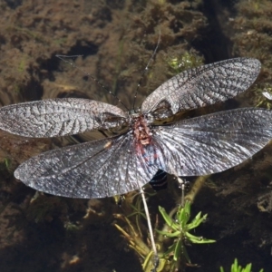 Acripeza reticulata at Mount Clear, ACT - 27 Jan 2017