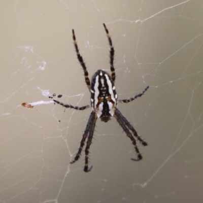 Plebs bradleyi (Enamelled spider) at Mount Clear, ACT - 30 Dec 2015 by HarveyPerkins