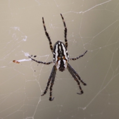 Plebs bradleyi (Enamelled spider) at Mount Clear, ACT - 30 Dec 2015 by HarveyPerkins