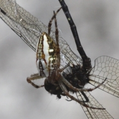 Plebs bradleyi (Enamelled spider) at Cotter River, ACT - 13 Jan 2017 by HarveyPerkins