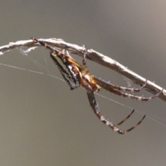 Plebs bradleyi (Enamelled spider) at Mount Clear, ACT - 27 Jan 2017 by HarveyPerkins