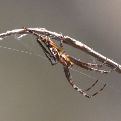 Plebs bradleyi (Enamelled spider) at Mount Clear, ACT - 27 Jan 2017 by HarveyPerkins
