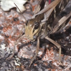 Gastrimargus musicus at Rendezvous Creek, ACT - 27 Jan 2017 04:16 PM