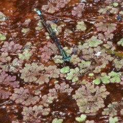 Azolla filiculoides (Water Fern) at Fyshwick, ACT - 28 Jan 2016 by HarveyPerkins