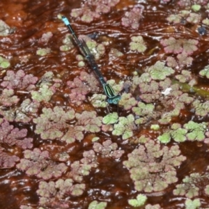 Azolla rubra at Fyshwick, ACT - 28 Jan 2016 01:45 PM