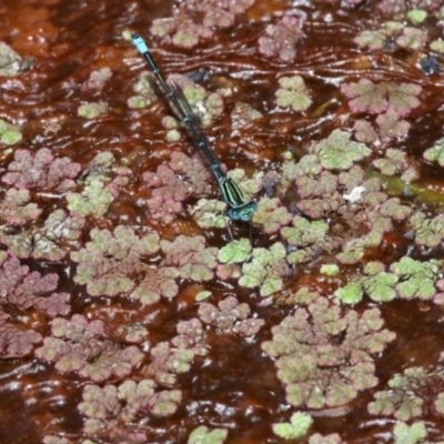 Azolla rubra (Red Water Fern) at Fyshwick, ACT - 28 Jan 2016 by HarveyPerkins