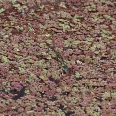 Azolla rubra at Fyshwick, ACT - 28 Jan 2016 01:45 PM