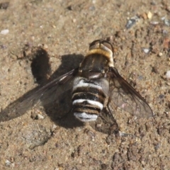 Villa sp. (genus) at Rendezvous Creek, ACT - 27 Jan 2017