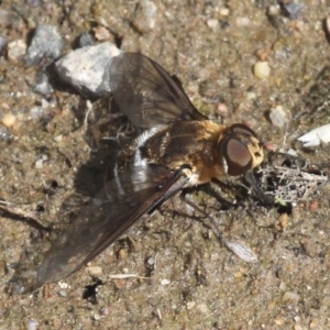 Villa sp. (genus) at Rendezvous Creek, ACT - 27 Jan 2017