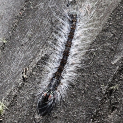 Unidentified at Mount Clear, ACT - 27 Jan 2017 by HarveyPerkins