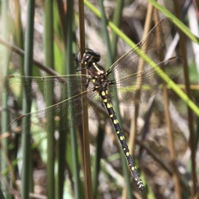 Synthemis eustalacta (Swamp Tigertail) at Mount Clear, ACT - 27 Jan 2017 by HarveyPerkins