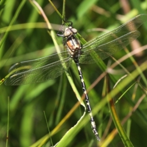 Synthemis eustalacta at Mount Clear, ACT - 27 Jan 2017