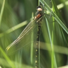 Synthemis eustalacta at Mount Clear, ACT - 27 Jan 2017