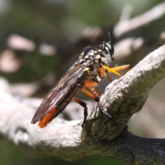 Aplestobroma avidum (Robber fly) at Paddys River, ACT - 22 Jan 2017 by HarveyPerkins