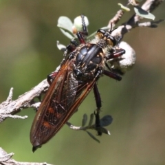 Chrysopogon muelleri (Robber fly) at Paddys River, ACT - 22 Jan 2017 by HarveyPerkins