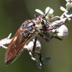 Chrysopogon muelleri at Paddys River, ACT - 22 Jan 2017