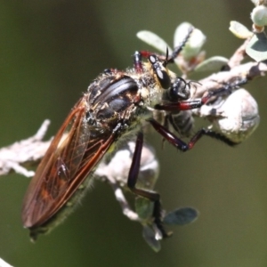 Chrysopogon muelleri at Paddys River, ACT - 22 Jan 2017