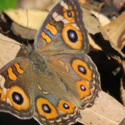 Junonia villida (Meadow Argus) at Greenleigh, NSW - 27 Jan 2017 by CCPK