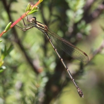 Austrolestes analis (Slender Ringtail) at Paddys River, ACT - 22 Jan 2017 by HarveyPerkins