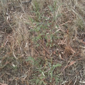 Indigofera adesmiifolia at Hackett, ACT - 27 Jan 2017 07:36 PM