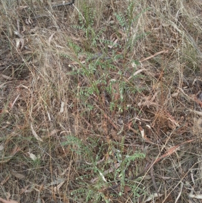 Indigofera adesmiifolia (Tick Indigo) at Hackett, ACT - 27 Jan 2017 by waltraud