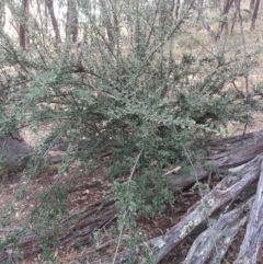 Cotoneaster rotundifolius (A Cotoneaster) at Canberra Central, ACT - 27 Jan 2017 by waltraud