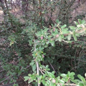 Cotoneaster rotundifolius at Canberra Central, ACT - 27 Jan 2017 07:33 PM