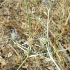 Eryngium ovinum (Blue Devil) at Isaacs Ridge Offset Area - 27 Jan 2017 by Mike