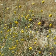 Calocephalus citreus (Lemon Beauty Heads) at Jerrabomberra, ACT - 27 Jan 2017 by Mike