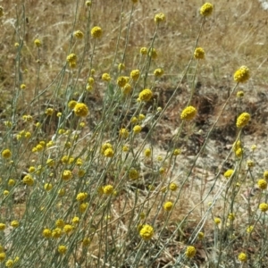 Calocephalus citreus at Jerrabomberra, ACT - 28 Jan 2017